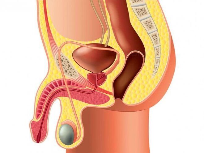 estrutura do órgano xenital